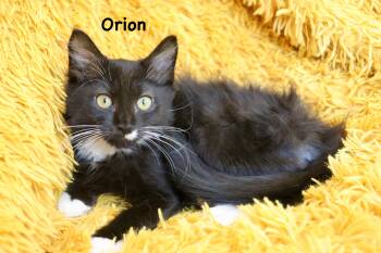 Orion -  Tuxedo and Maine Coon Cat for Adoption in St. Augustine, Florida - Orion | PetCurious