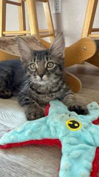Domestic Medium Hair Cats Available for Adoption in Portland, Oregon - Forge | PetCurious