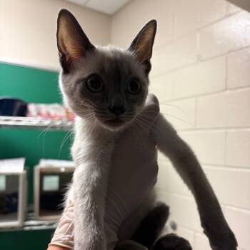Macaron -  Domestic Short Hair Cat for Adoption in Reno, Nevada - Macaron | PetCurious