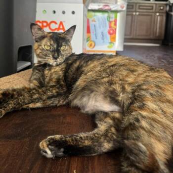 California -  Domestic Short Hair Cat for Adoption in Goleta, California - California | PetCurious