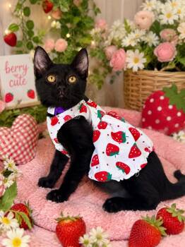 Virginia -  Domestic Short Hair Cat for Adoption in Tavares, Florida - Virginia | PetCurious