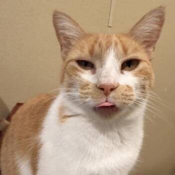 Daphne -  Domestic Short Hair Cat for Adoption in Dubuque, Iowa - Daphne | PetCurious