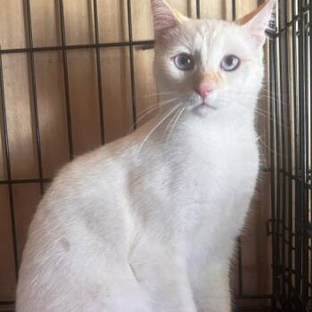 Parcel -  Siamese Cat for Adoption in Concord, New Hampshire - Parcel | PetCurious