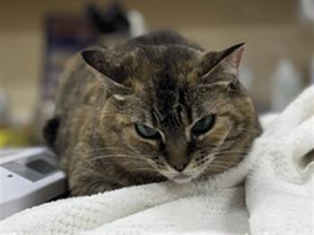 SASHA -  Domestic Short Hair Cat for Adoption in Aliquippa, Pennsylvania - SASHA | PetCurious