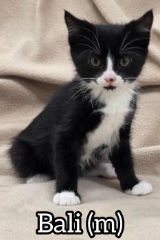 Bali -  Domestic Short Hair Cat Available for Adoption in Chilliwack, British Columbia - Bali | PetCurious