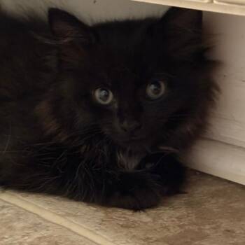 Scoot -  Domestic Long Hair Cat for Adoption in Chesapeake, Virginia - Scoot | PetCurious