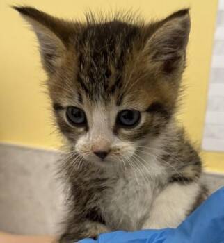 Ellis -  Domestic Short Hair Cat Available for Adoption in Honolulu, Hawaii - Ellis | PetCurious