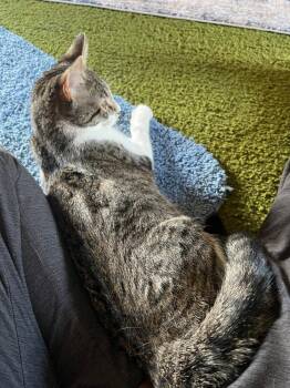 Destiny -  Domestic Short Hair Cat for Adoption in Sparta, Wisconsin - Destiny | PetCurious