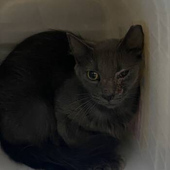 Rescue Domestic Short Hair Cats for Adoption in Windsor, Virginia - CD 2 | PetCurious