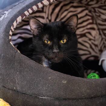 Domestic Short Hair Cats Available for Adoption - Kenya | PetCurious