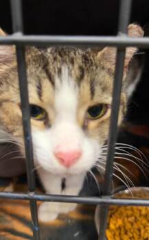 Tiramisu -  Domestic Short Hair Cat for Adoption in Cleveland, Ohio - Tiramisu | PetCurious