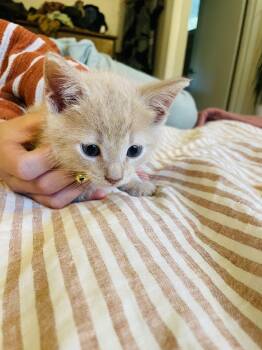 Yarrow -  Domestic Short Hair Cat for Adoption in Kirksville, Missouri - Yarrow | PetCurious