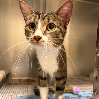 Rescue Domestic Short Hair Cats for Adoption in Milton, Florida - Opal | PetCurious