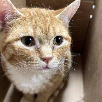 Fire Prince -  Domestic Short Hair Cat for Adoption in Philadelphia, Pennsylvania - Fire Prince | PetCurious