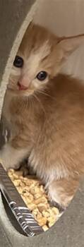 TUNA -  Domestic Short Hair Cat for Adoption in Texas City, Texas - TUNA | PetCurious