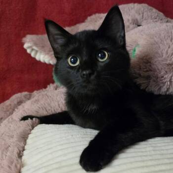 SPARKLE -  Domestic Short Hair Cat for Adoption in Graham, Washington - SPARKLE | PetCurious