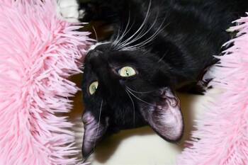 REGGIE -  Domestic Short Hair Cat for Adoption in Fort Lauderdale, Florida - REGGIE | PetCurious
