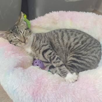 Candy -  Domestic Short Hair Cat for Adoption in Corpus Christi, Texas - Candy | PetCurious