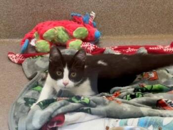 Domestic Short Hair Cats Available for Adoption - Atlas | PetCurious