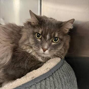 Domestic Long Hair Cats Available for Adoption in Murray, Utah - Kiki | PetCurious