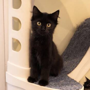Ink -  Domestic Medium Hair Cat for Adoption in Mckean, Pennsylvania - Ink | PetCurious