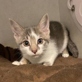 Sabo -  Domestic Short Hair Cat for Adoption in Dayton, Ohio - Sabo | PetCurious