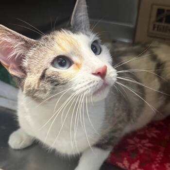 Penelope -  Domestic Short Hair Cat for Adoption in Wheeling, Illinois - Penelope | PetCurious