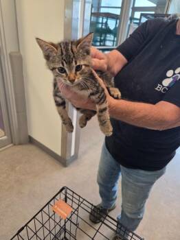 Canon -  Domestic Short Hair Cat Available for Adoption in Bossier City, Louisiana - Canon | PetCurious