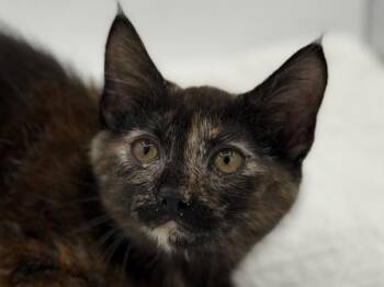 Lourdes -  Domestic Short Hair Cat for Adoption in Portland, Oregon - Lourdes | PetCurious