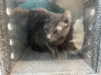 Sally -  Domestic Short Hair Cat for Adoption in New York, New York - Sally | PetCurious