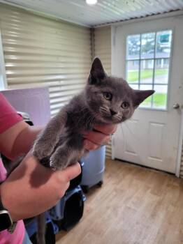 Evelyn -  Domestic Short Hair Cat Available for Adoption in Linton, Indiana - Evelyn | PetCurious