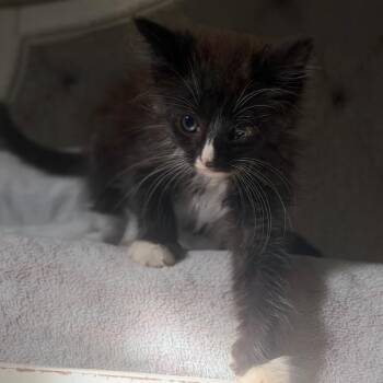 Salem -  Domestic Medium Hair Cat for Adoption in Parrish, Alabama - Salem | PetCurious