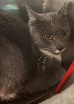 Aussie -  Domestic Short Hair Cat for Adoption in Windsor, Connecticut - Aussie | PetCurious