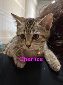 Rescue Domestic Short Hair Cats for Adoption in New Bern, North Carolina - CHARLIZE Kitten | PetCurious