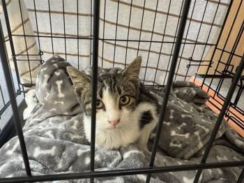 Rescue Domestic Short Hair Cats for Adoption in Ontario, California - ASH | PetCurious