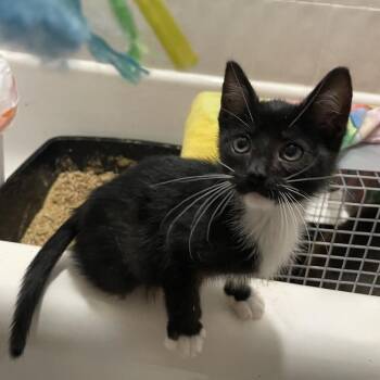 Beetle -  Domestic Short Hair Cat for Adoption in Chicago, Illinois - Beetle | PetCurious
