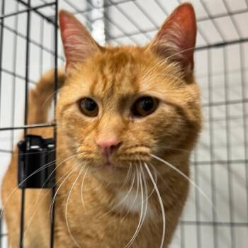 Rufus ARC2026-239 -  Domestic Short Hair Cat for Adoption in Akron, New York - Rufus ARC2026-239 | PetCurious