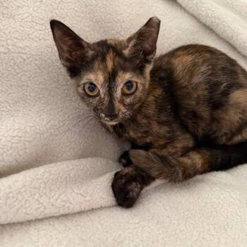 Peppercorn -  Tortoiseshell and Domestic Short Hair Cat for Adoption in New Orleans, Louisiana - Peppercorn | PetCurious