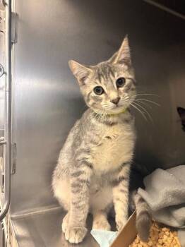 Flash -  Domestic Short Hair Cat for Adoption in Cincinnati, Ohio - Flash | PetCurious