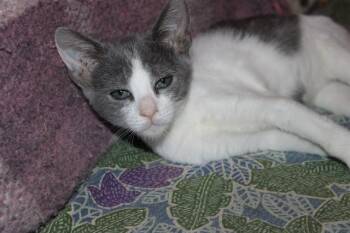 TWINKY -  Domestic Short Hair Cat for Adoption in Tustin, California - TWINKY | PetCurious