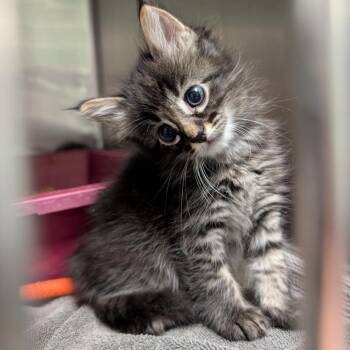 Domestic Long Hair Cats Available for Adoption in Titusville, Florida - Mosey | PetCurious
