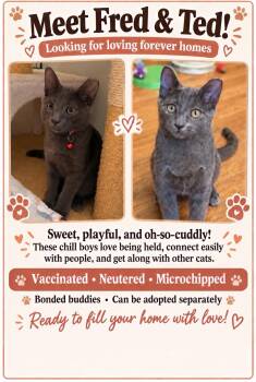 Fred -  Domestic Short Hair Cat for Adoption in South Pasadena, California - Fred | PetCurious