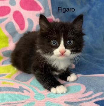 Domestic Long Hair Cats Available for Adoption in Windsor, Connecticut - 2026-29 Figaro | PetCurious