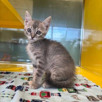 Luna -  Domestic Short Hair Cat for Adoption in Abilene, Texas - Luna | PetCurious