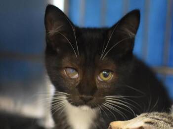 Tipperary -  Domestic Short Hair Cat for Adoption in Portland, Oregon - Tipperary | PetCurious