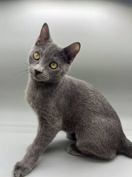 Rescue Domestic Short Hair Cats for Adoption in Nashville, Tennessee - Sour Patch | PetCurious