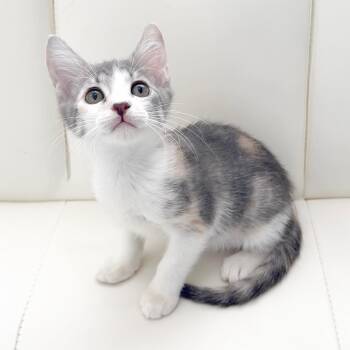 Sprinkles -  Domestic Short Hair Cat Available for Adoption in Miami, Florida - Sprinkles | PetCurious