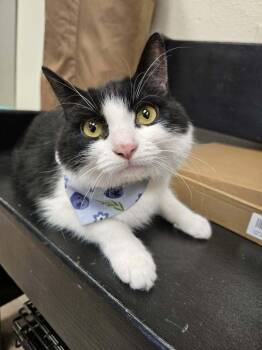 Pippin 3 -  Domestic Short Hair Cat Available for Adoption in Tucson, Arizona - Pippin 3 | PetCurious