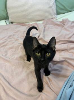 Raven -  Domestic Short Hair Cat for Adoption in Franklin, Tennessee - Raven | PetCurious