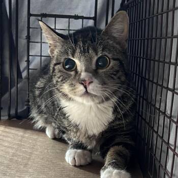 Domestic Short Hair Cats Available for Adoption in Philadelphia, Pennsylvania - Socks | PetCurious